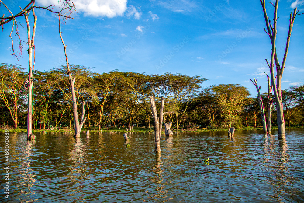 Obraz premium View of dead and bare trees, raising from the bottom of Lake Naivasha, Kenya