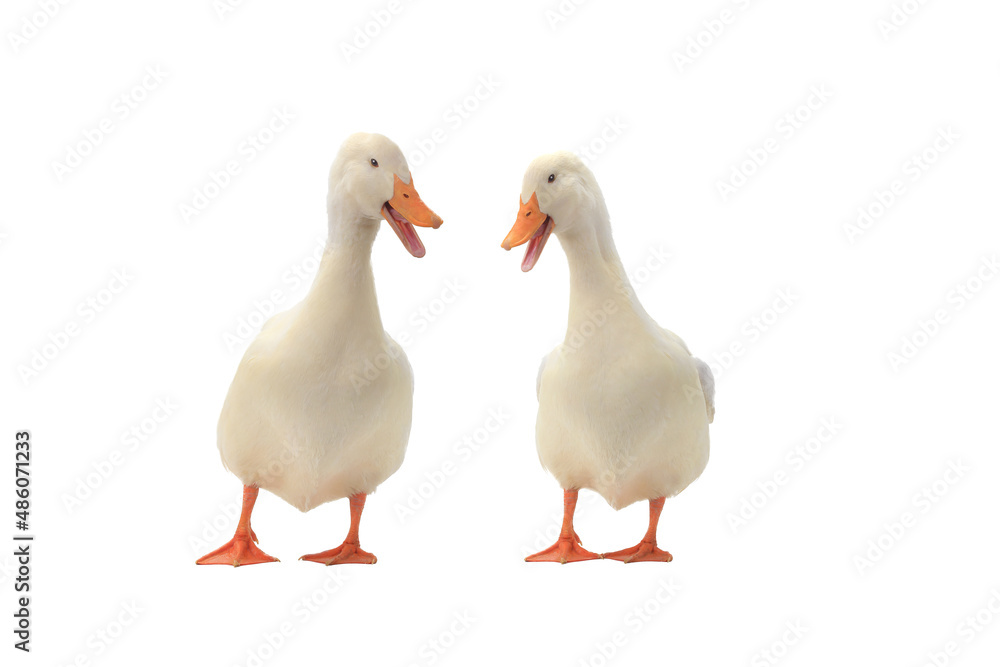 two ducks isolated on white background two ducks isolated on white background