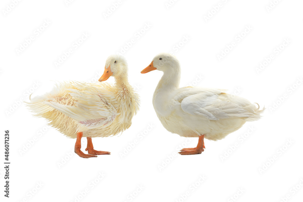 dry and wet duck isolated on white background