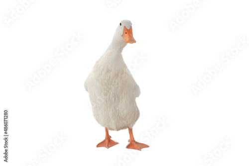 Fotografie surprised duck isolated on white background