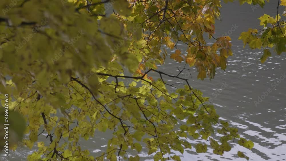 Autumn leaves fall in the forest, natural landscape. Autumn leaves fall in the forest, natural landscape.