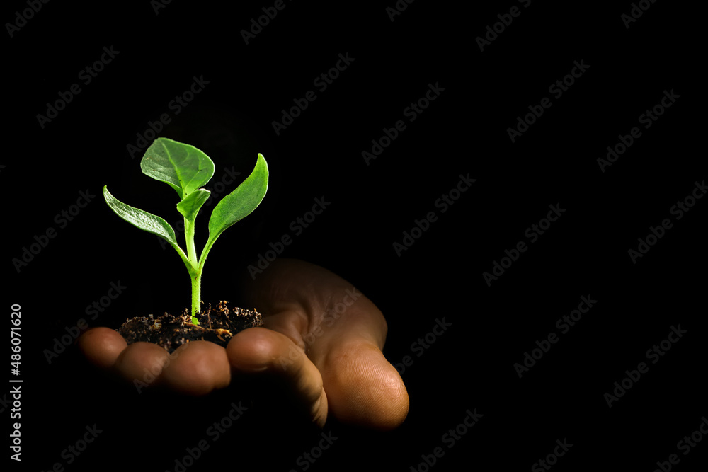 Business growth concept, seedling in hand grows on the ground Business growth concept, seedling in hand grows on the ground