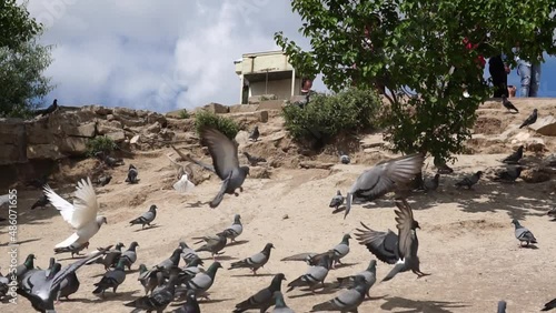 Wallpaper Mural Pigeons and Cappadocia Torontodigital.ca
