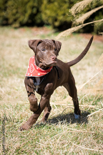 Brown Labrador puppy with red bandana in a meadow 