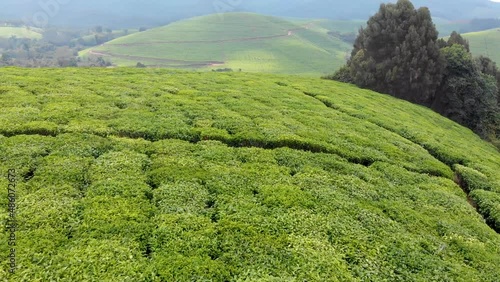 Drone shot of Tea Farm in the hill of Burundi. African tea farm, East Africa photo