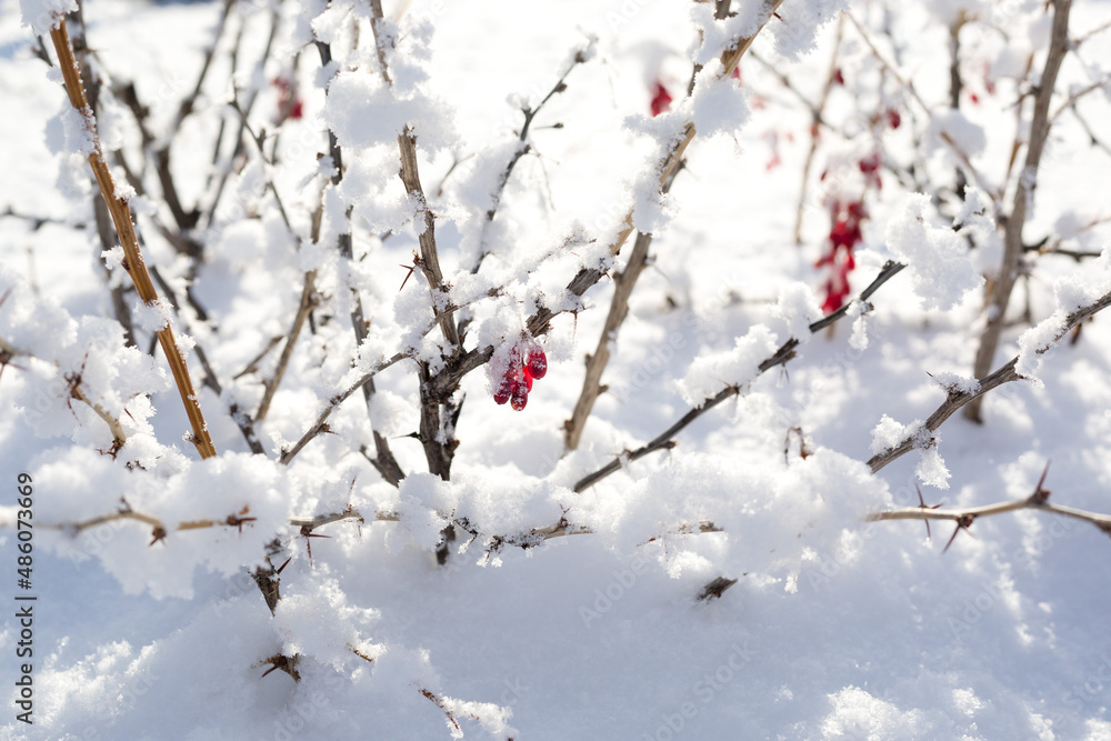 A bush with red berries dusted with fluffy snow on a sunny frosty day