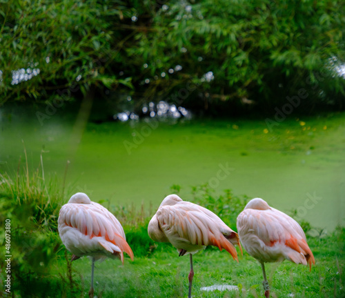 Flock of Chilean Flamingos on the green shores of a Pond in a park in West Yorkshire outside Leeds, UK