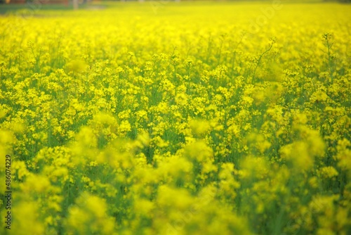 Beautiful Mustard land full of yellow flowers