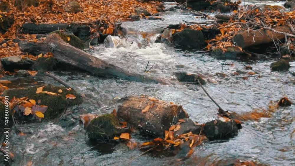 slow motion, autumn leaves in the forest by the water slow motion, autumn leaves in the forest by the water