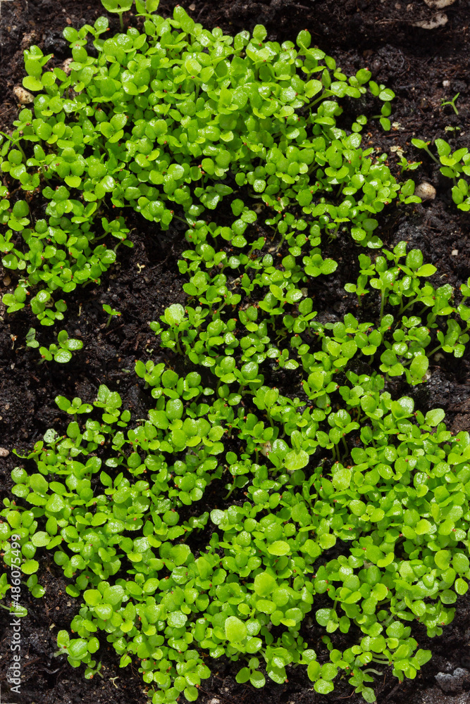 Young sprouts of lobelia flowers as background. Gardening concept, springtime. Top view, close-up. Young sprouts of lobelia flowers as background. Gardening concept, springtime. Top view, close-up.