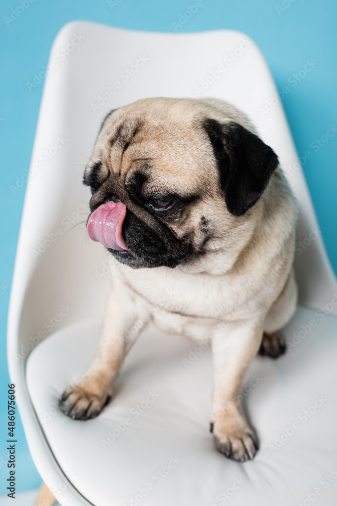 close up view of pug dog licking nose while sitting on chair on blue background