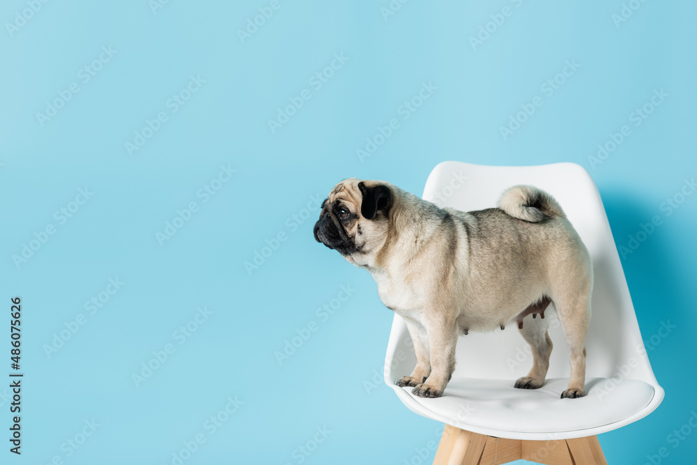 fawn color pug looking away while standing on white chair on blue background