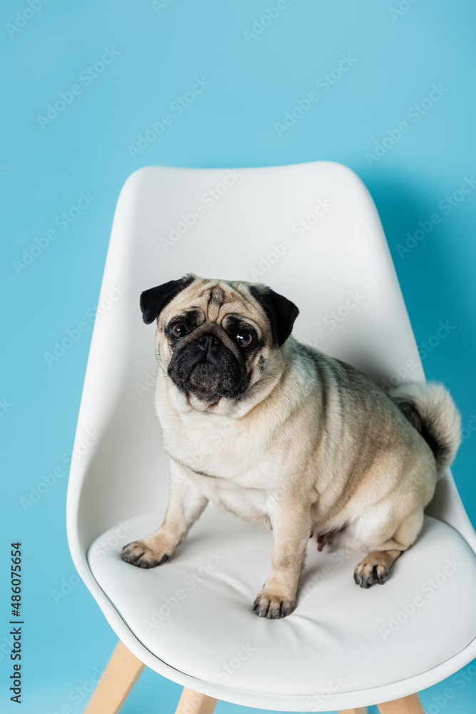 funny pug dog looking at camera while sitting on white chair on blue background
