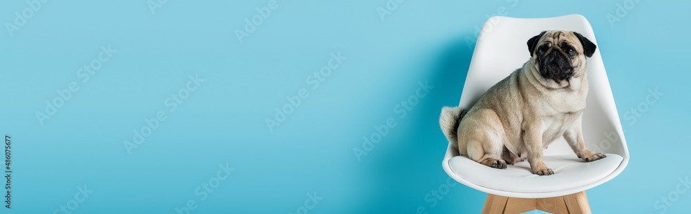 fawn color pug sitting on white chair on blue background with copy space, banner