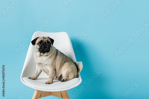 white chair with pug dog sitting and looking away on blue background © LIGHTFIELD STUDIOS