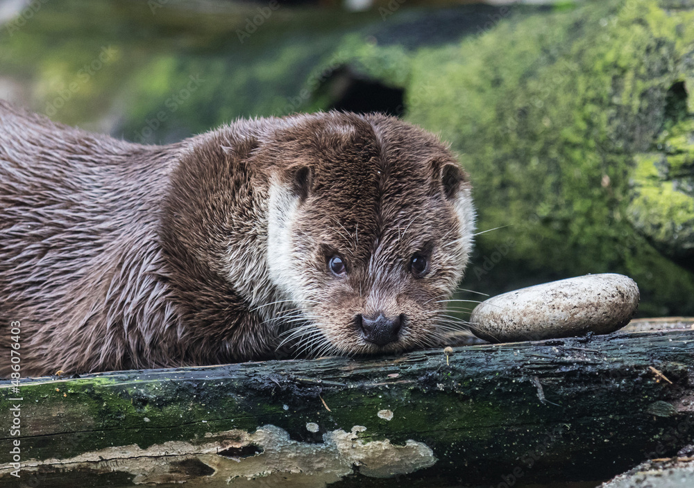 Obraz premium Close-up portrait of cute eurasian otter is in a pond