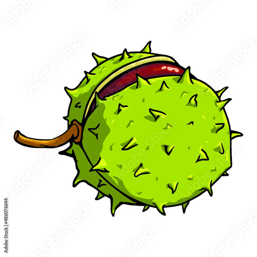 Chetsnut vector isolated. Open chestnut with thorns. Stock catoon illustration.