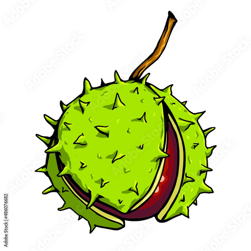 Chetsnut vector isolated. Open chestnut with thorns. Stock catoon illustration. photo