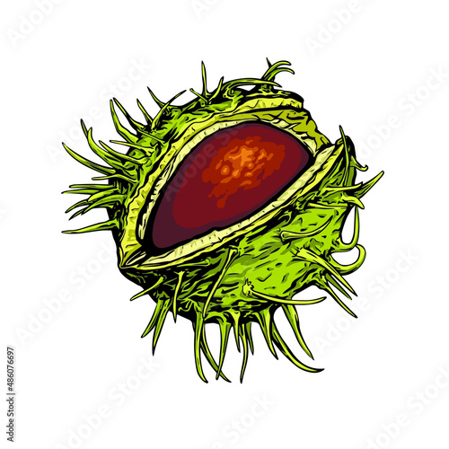 Chetsnut vector isolated. Open chestnut with thorns. Stock catoon illustration.