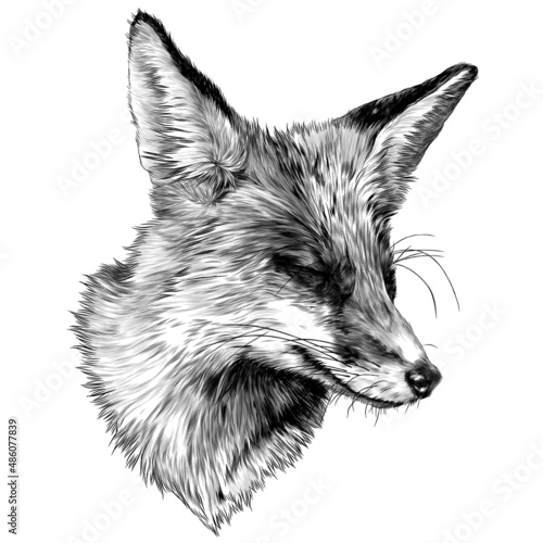 sly Fox face with closed eyes looks away squinting from the sun, sketch vector illustration in graphic style on a white background