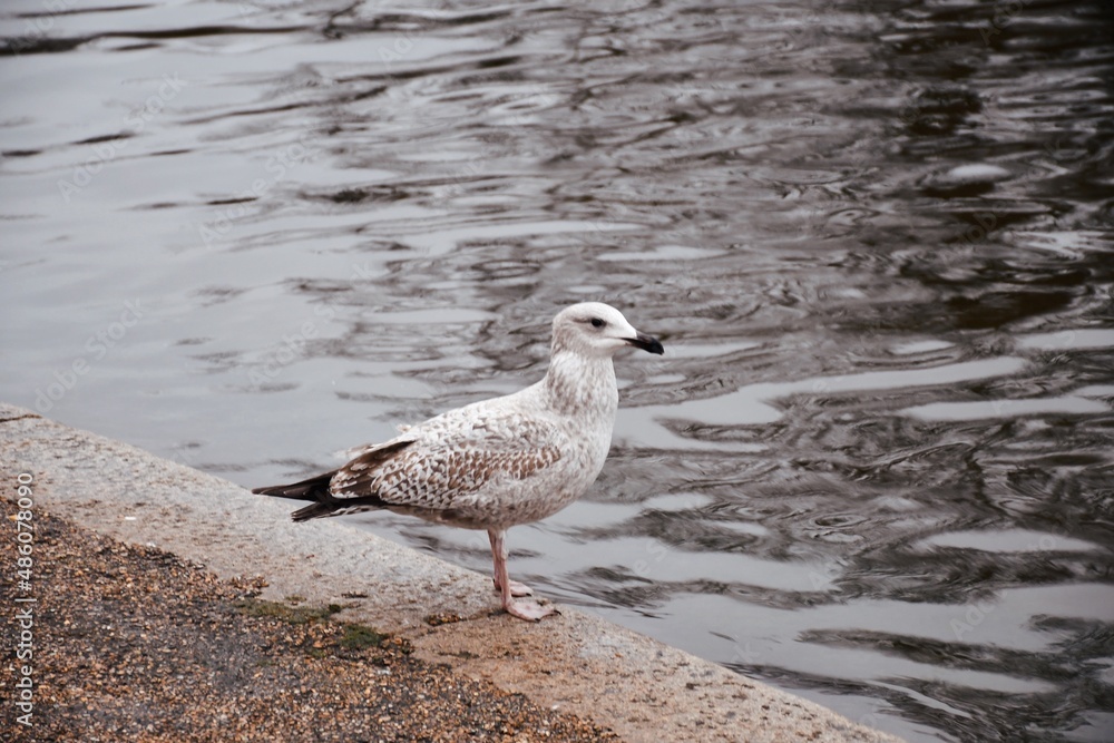 Obraz premium white seagull on a rock