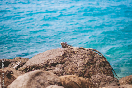 Iguana on the rocks near the beach