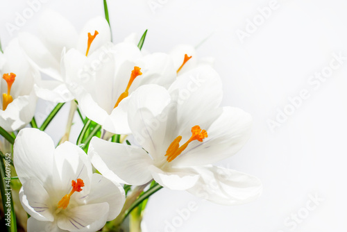 White crocuses in spring on white background with copy space