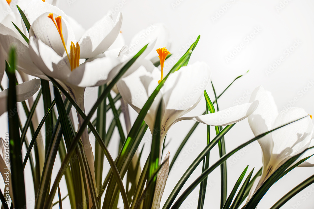White crocuses in spring on white background with copy space White crocuses in spring on white background with copy space