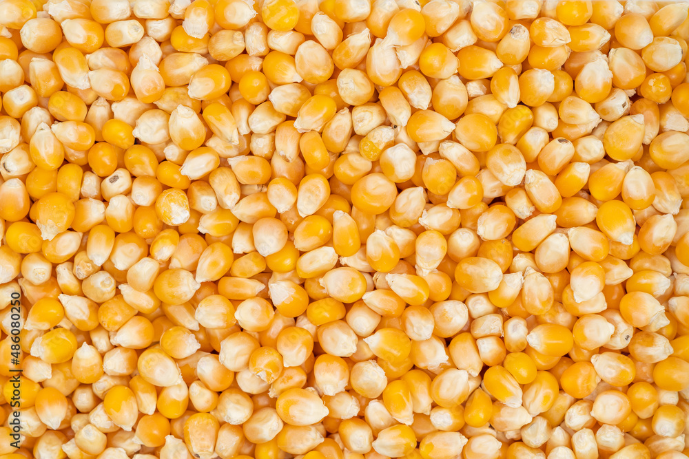 Small corn kernels on a monochrome background Small corn kernels on a monochrome background