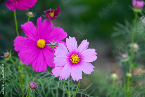 fresh beauty mix pink purple cosmos flower yellow pollen blooming in natural botany garden with copy space.