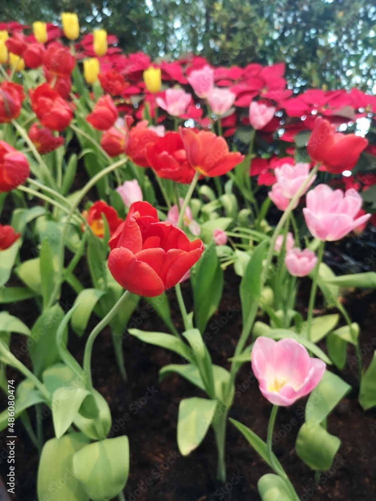 red tulip flower booming beautiful in nature blurred of background red tulip flower booming beautiful in nature blurred of background