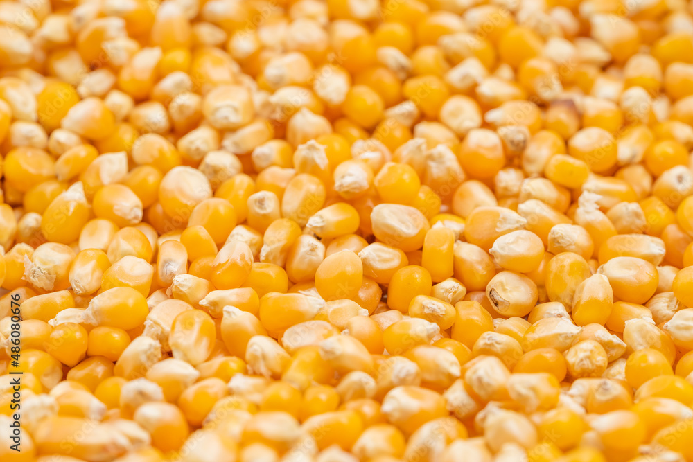 Small corn kernels on a monochrome background Small corn kernels on a monochrome background