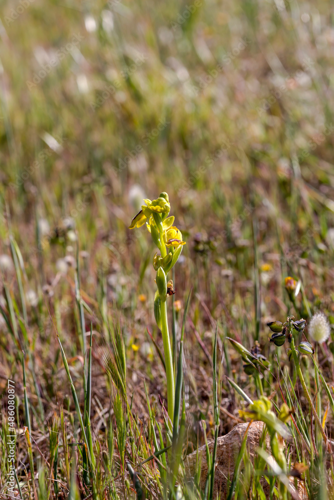 Flowering plant (Ophrys ferrum-equinum) close-up in natural habitat close-up Flowering plant (Ophrys ferrum-equinum) close-up in natural habitat close-up