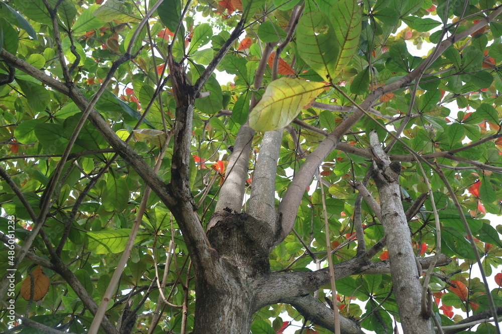 green and lush ketapan tree green and lush ketapan tree