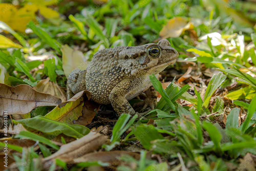 side view of a frog in grass