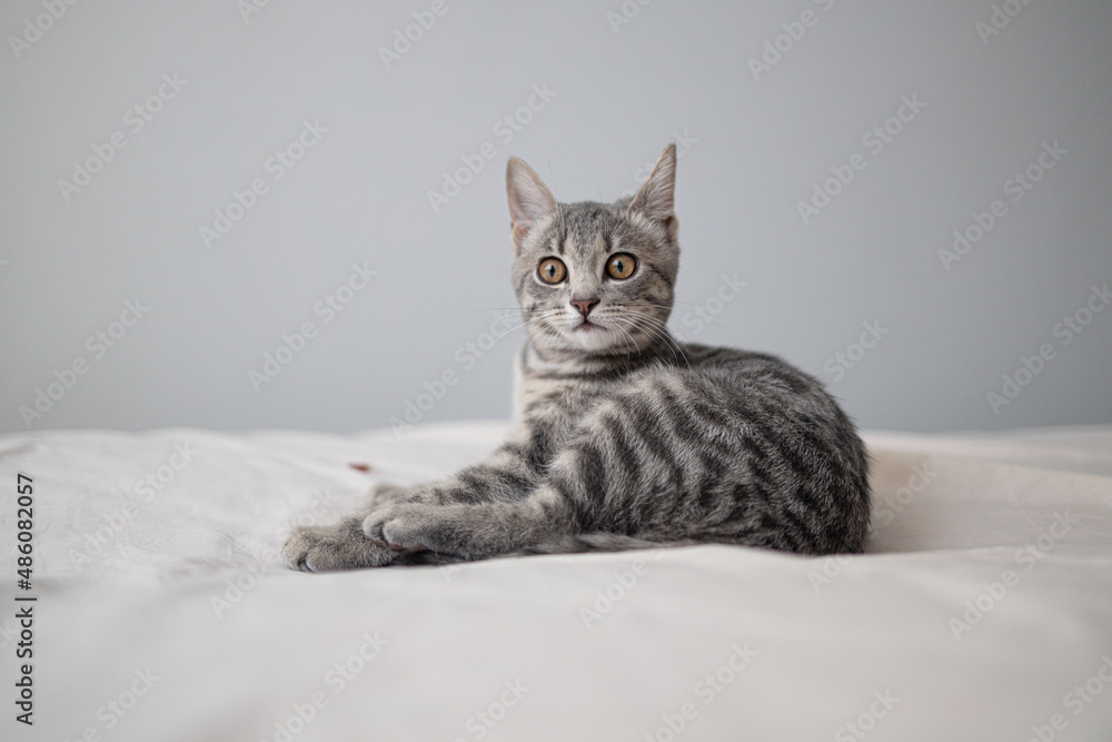 Charming gray striped scared cat lying on the bed. Cozy home concept Charming gray striped scared cat lying on the bed. Cozy home concept