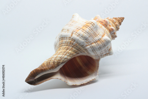 A large sea shell on a white background