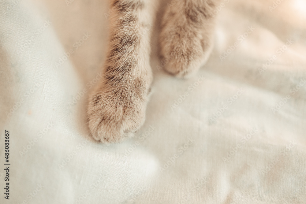 Paws of cute grey kitten at home. Cat pet animal comfortably sleep relax at cozy home. Paws of cute grey kitten at home. Cat pet animal comfortably sleep relax at cozy home.