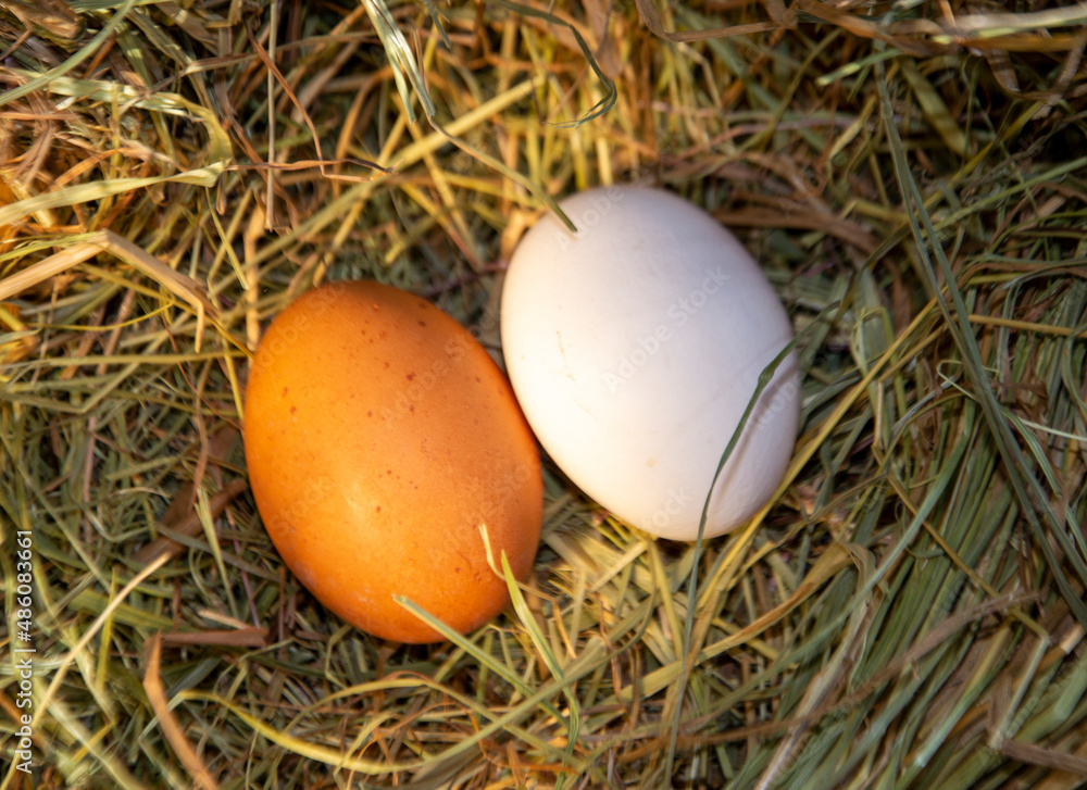 Two different chicken eggs in a hay nest