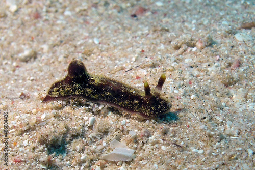A Jorunna sp. dorid nudibranch in the Red Sea, Egypt