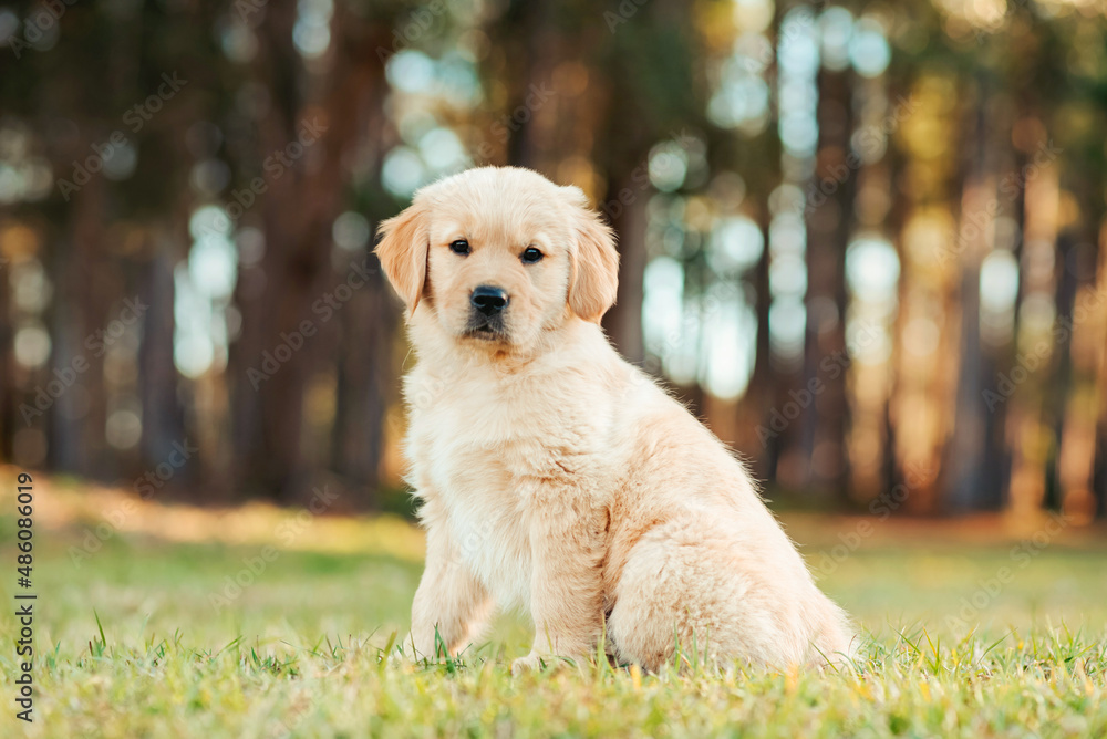 Golden retriever puppy playing at a park field at sunset with golden trees in the background. Portrait of a cute puppy in a field. Dog outdoors.	
