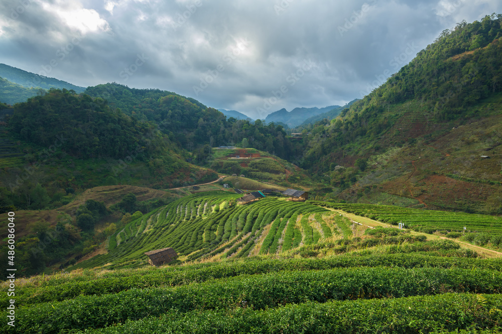 Beautiful tea plantations in hills, Chiang Mai province, Thailand.