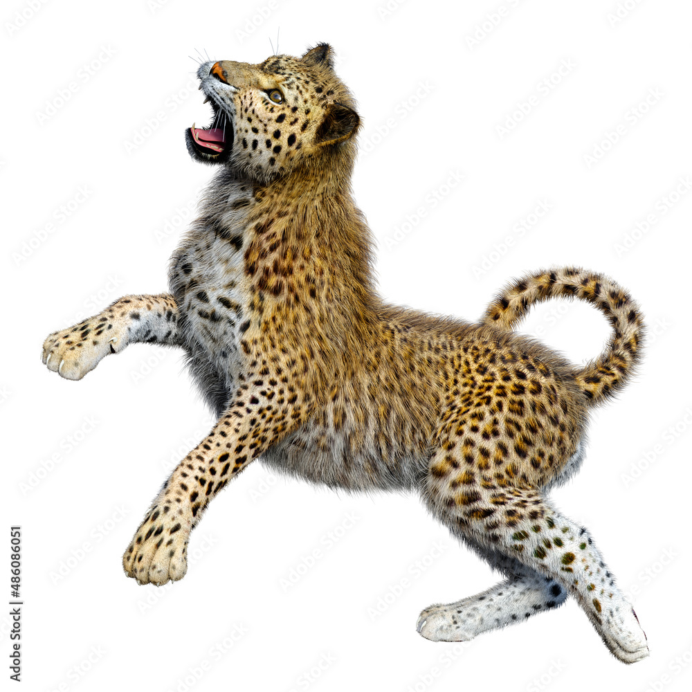 Fototapeta premium 3D Rendering Big Cat Leopard on White