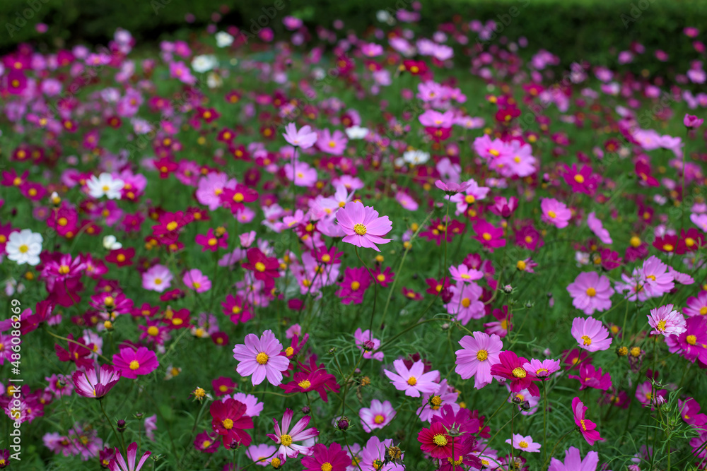 Beautiful cosmos flower in sunlight