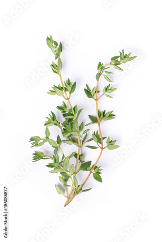Fresh thyme sprig herbs isolated on white background. Top view. Flat lay.