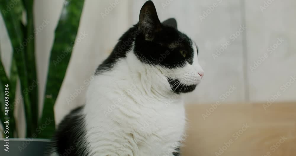 black and white cat licks its paw. black and white cat licks its paw.