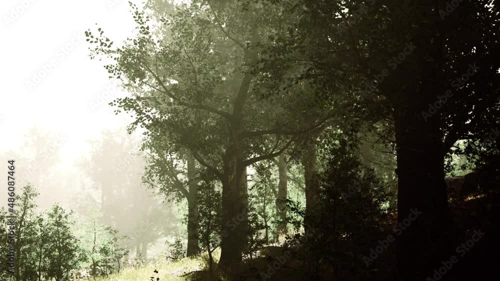 Hyperlapse in a summer forest in fog Hyperlapse in a summer forest in fog