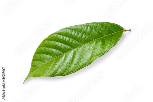 green cocoa leaf isolated on white