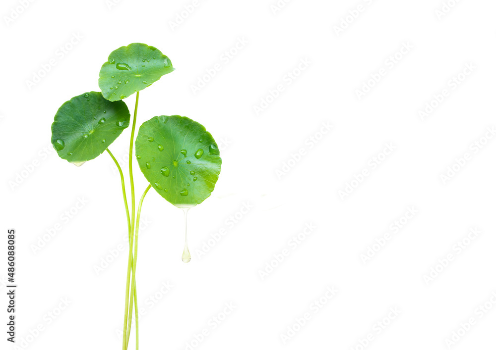 Gotu kola (Centella asiatica) essential oil dripping from fresh leaves isolated on white background.