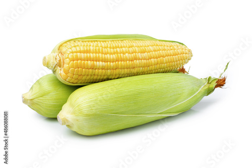 Fotografija corn on the cob on white